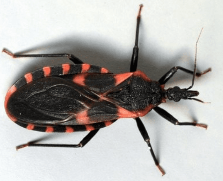 Triatomine bug
