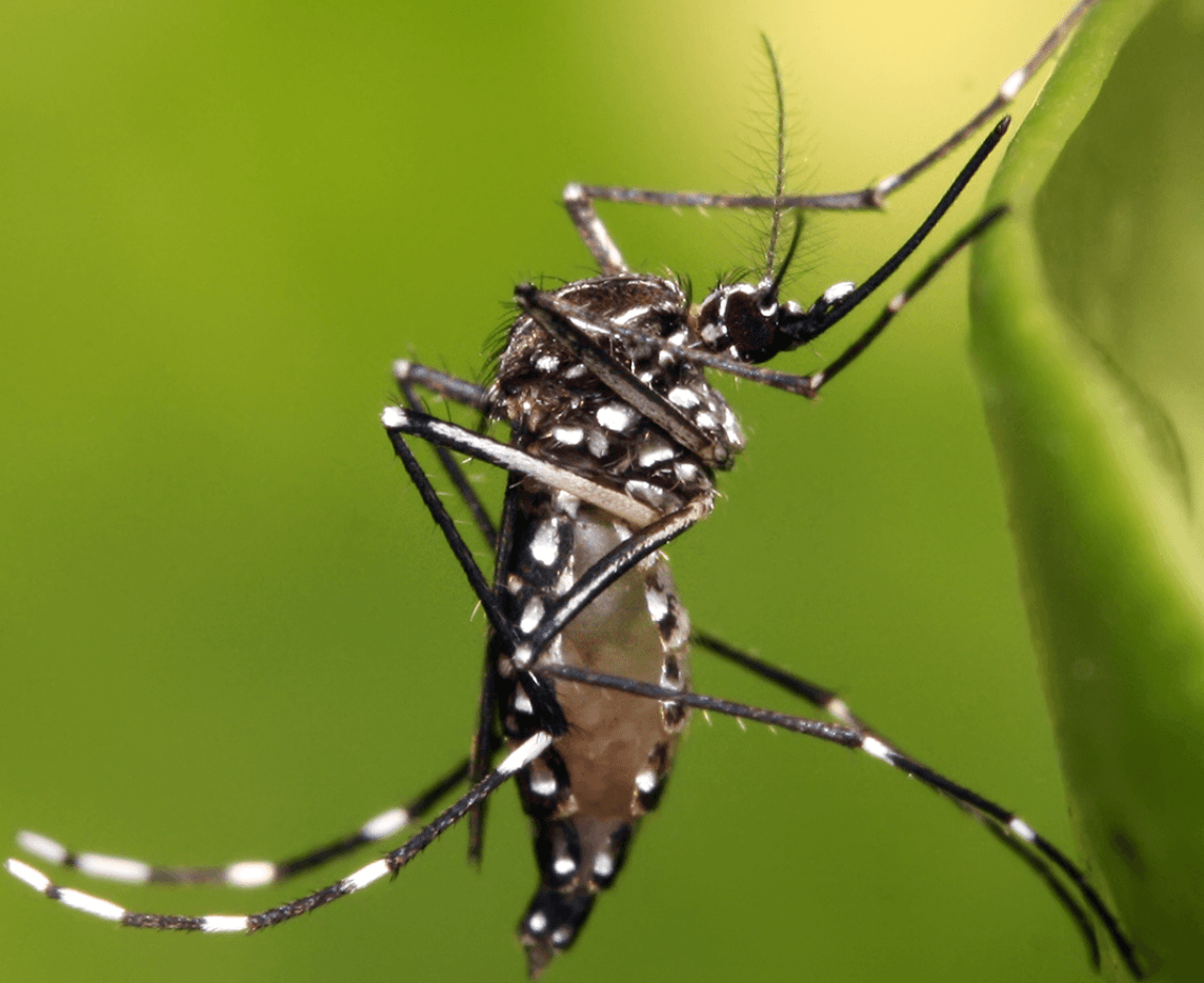 Aedes aegypti mosquito