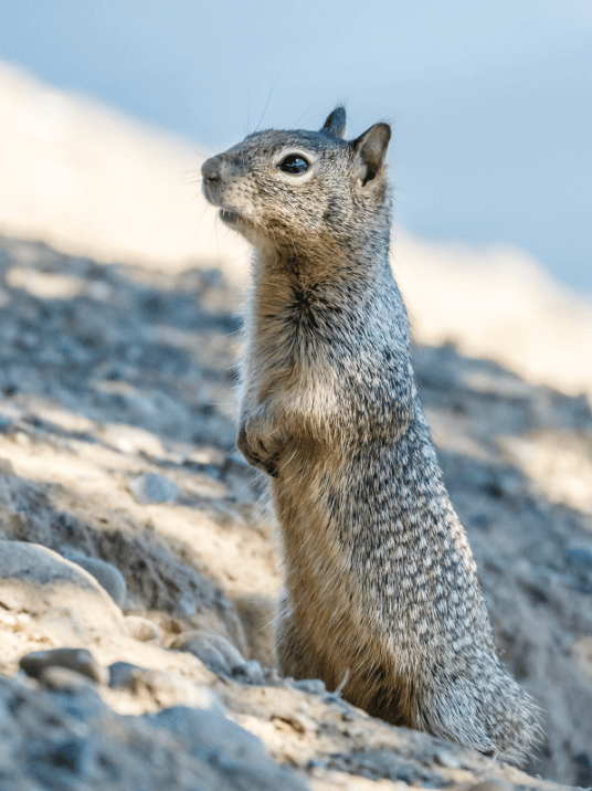 Ground squirrel in the Sierra Nevada