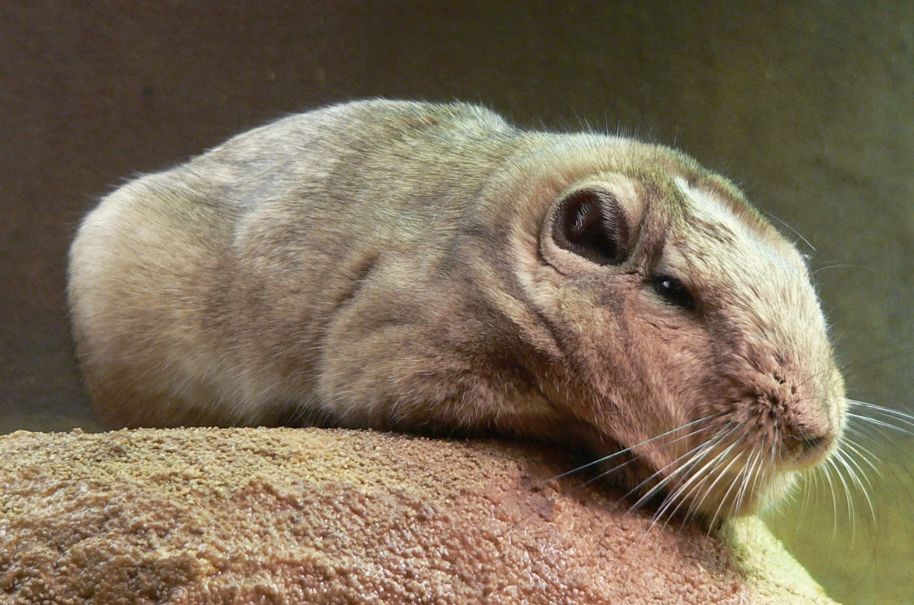 Photograph of a common gundi, the North African rodent that gave gondii its name.