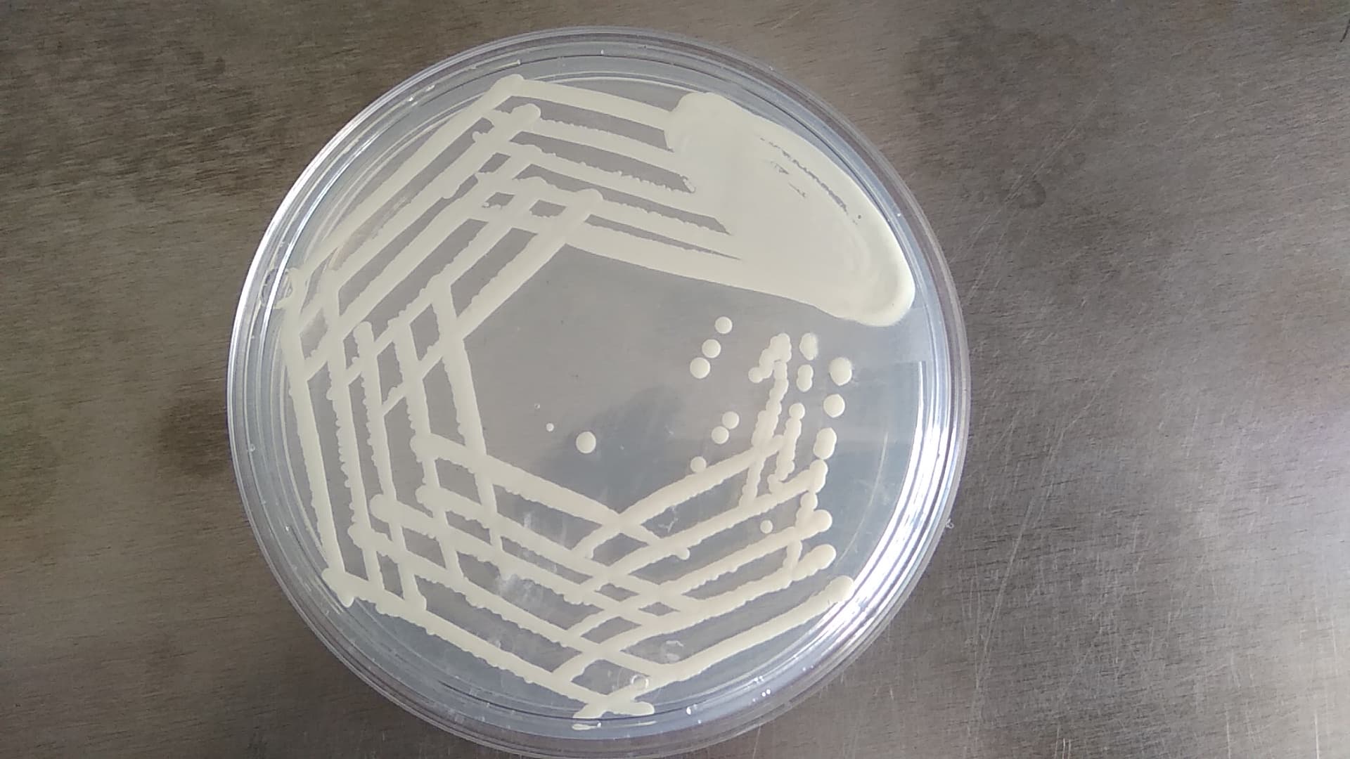 Cream-colored Candida albicans colonies growing on Sabouraud dextrose agar.