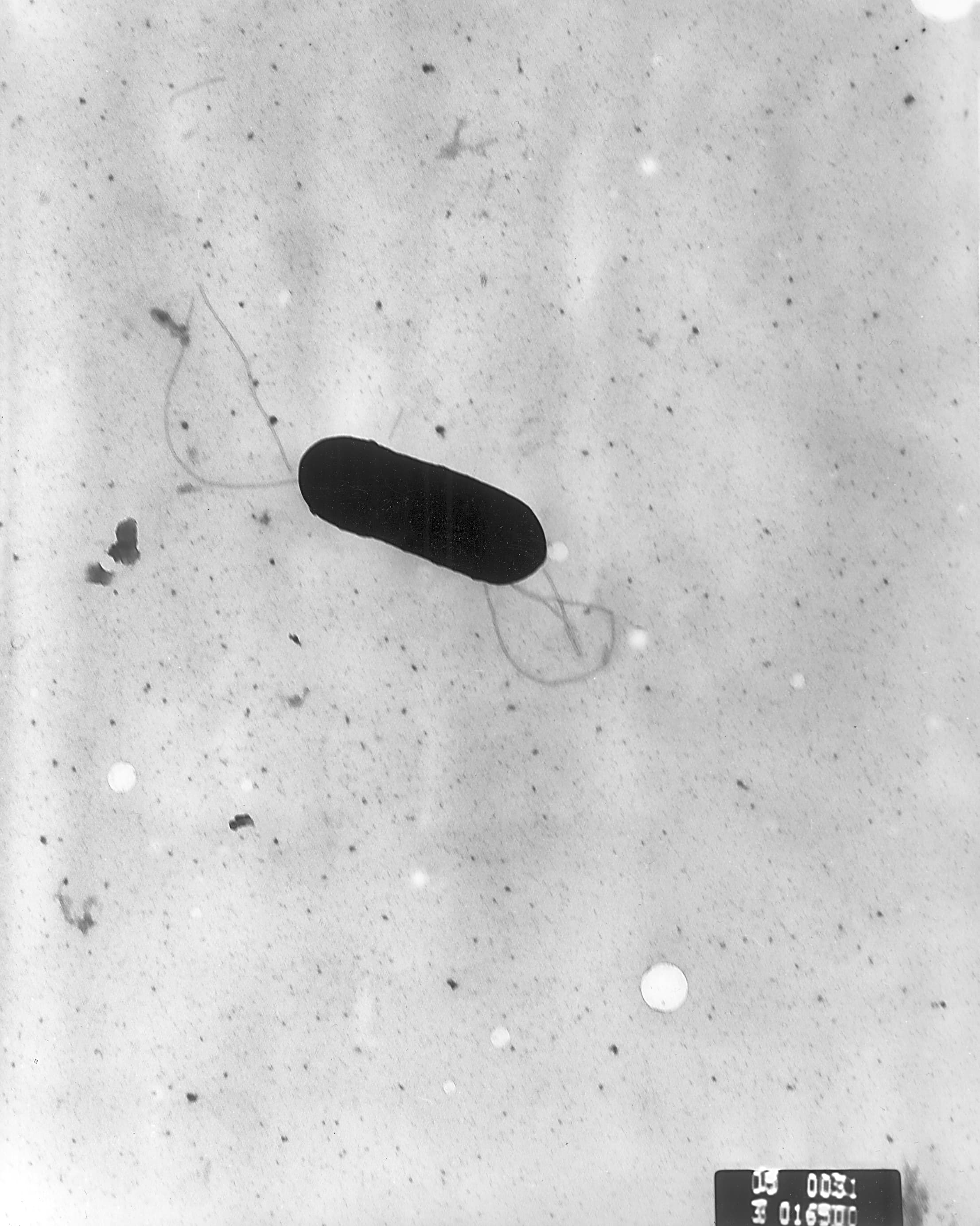 Transmission electron micrograph of a flagellated Listeria monocytogenes bacterium.