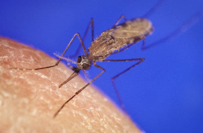 An Anopheles gambiae mosquito photographed by CDC medical illustrator James D. Gathany.