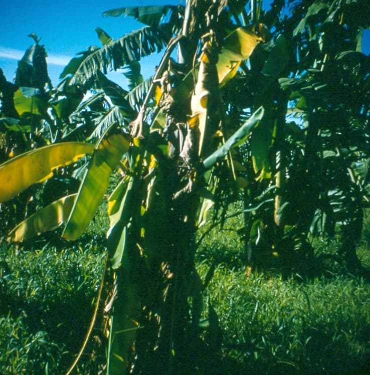 A historical photograph of Fusarium wilt, also called Panama disease, devastating a banana plantation. The fallen leaves and collapsed pseudostems show the characteristic wilting pattern of vascular infection.
