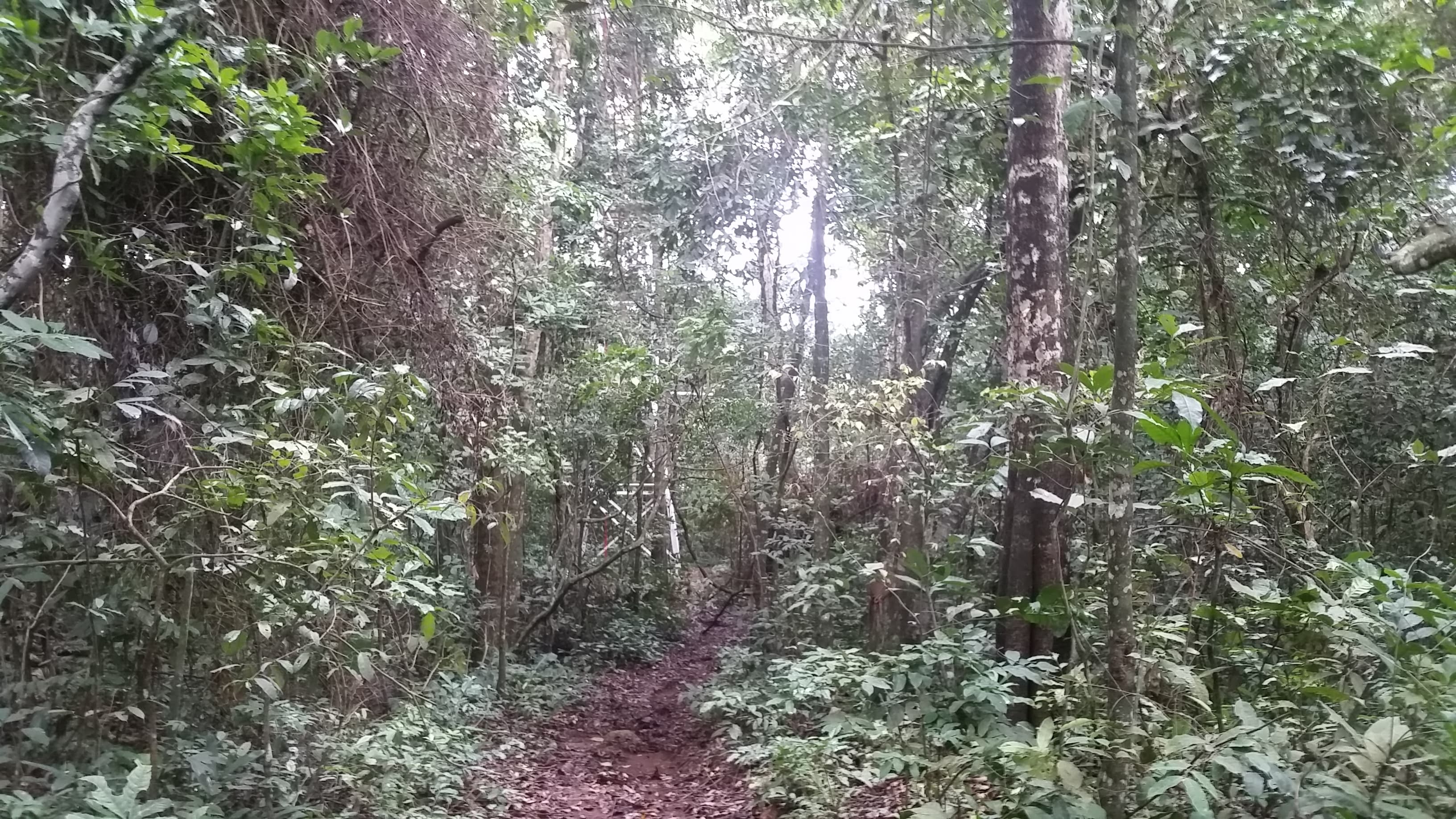 Path through the Zika Forest near Entebbe, Uganda.