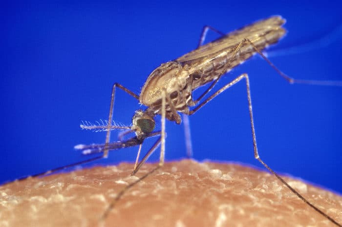 A mosquito obtaining a blood meal from human skin