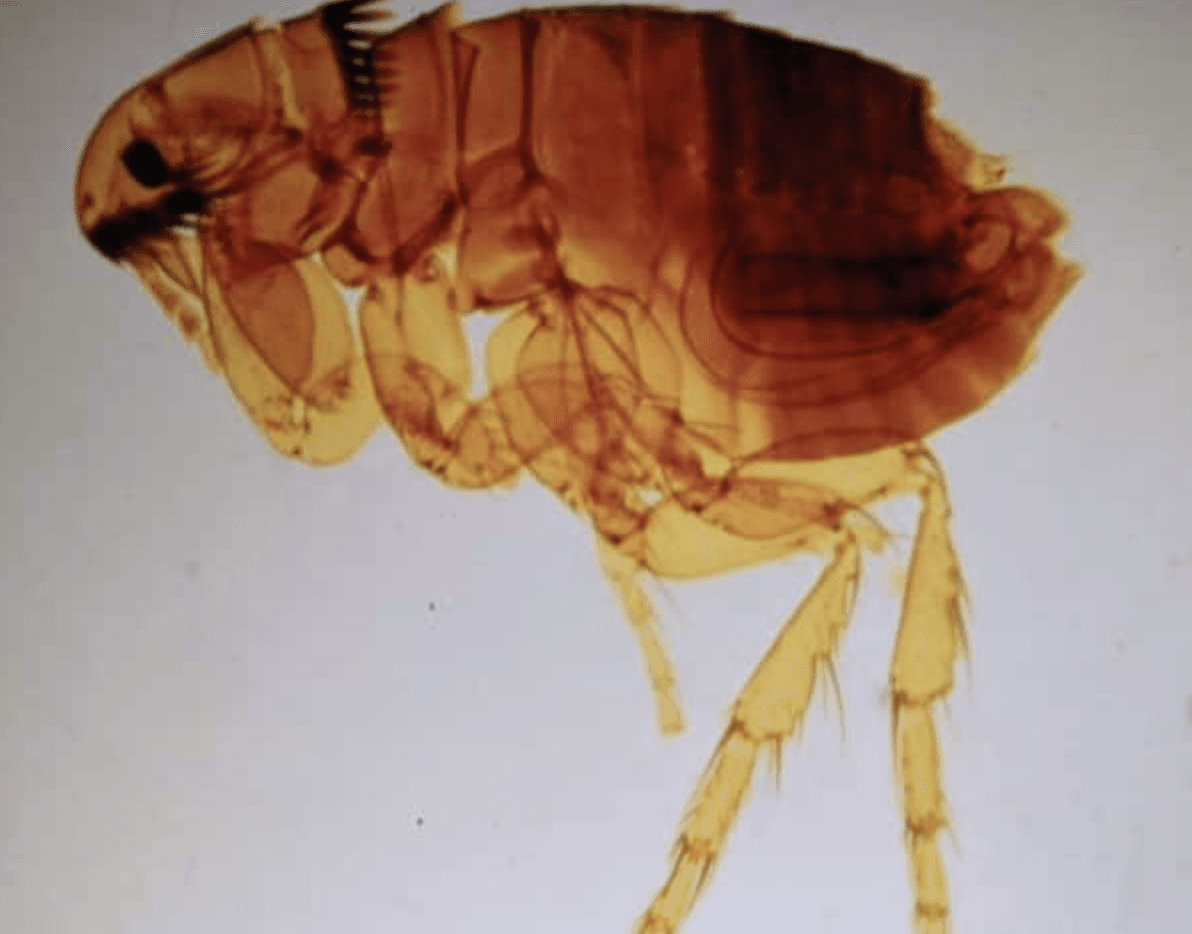Microscopic image of a flea (Ctenocephalides felis), the cat flea and primary vector of Rickettsia typhi in Texas